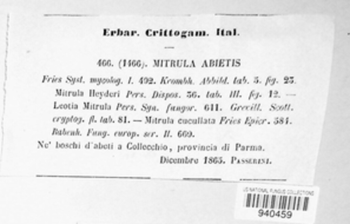 Heyderia abietis image